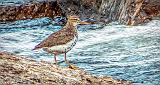 Spotted Sandpiper_DSCF21096v2